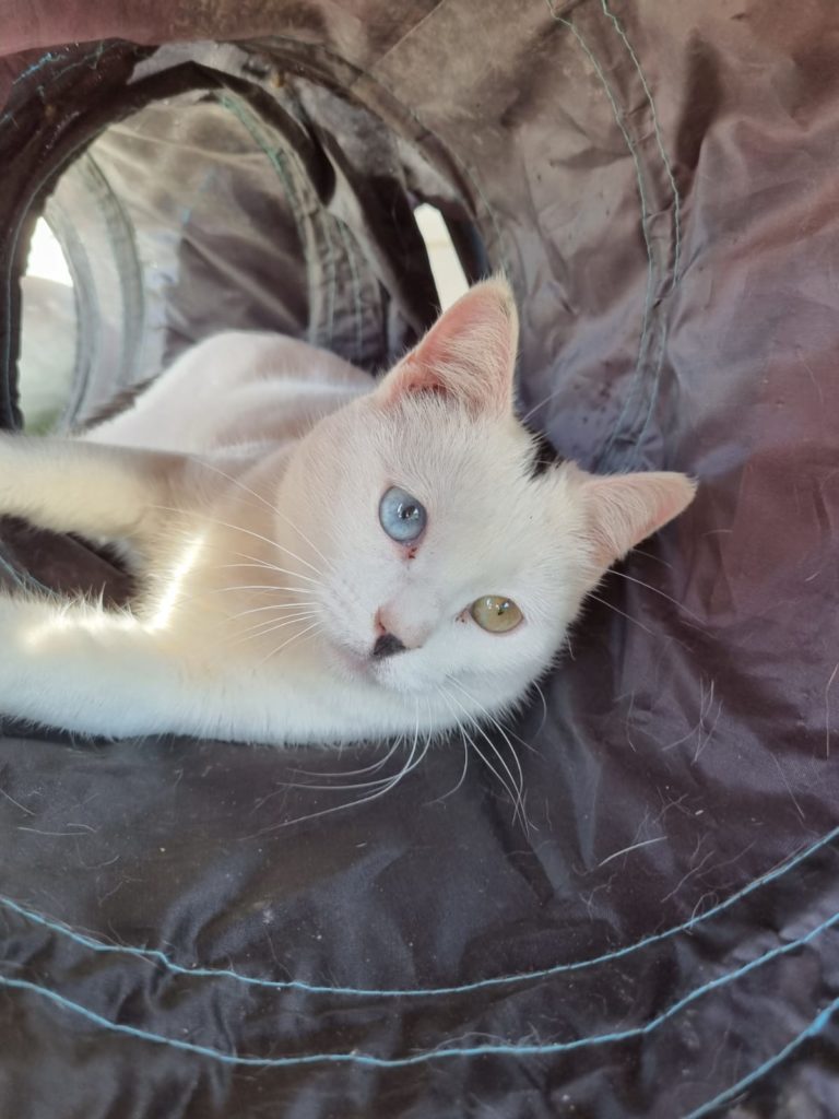 tess gata blanca ojos azules adoptar sevilla