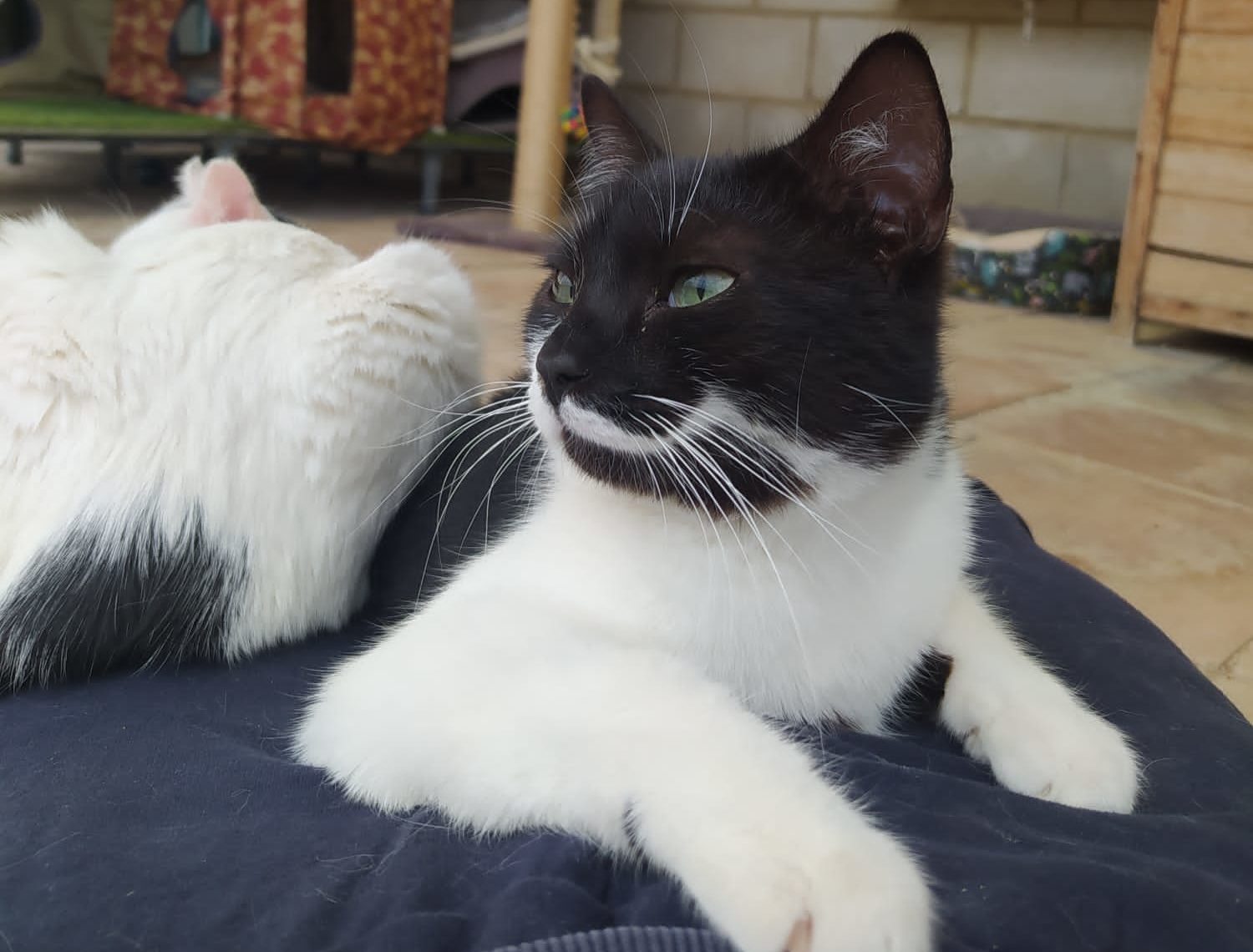 adoptar gata negro y blanco violeta