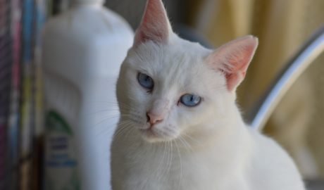 adoptar gata adulta blanca sevilla