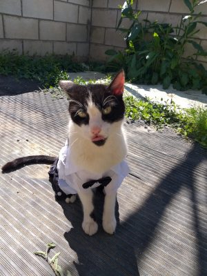 adoptar gato blanco y negro senior chuchi