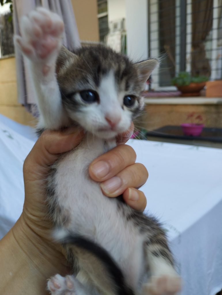 adoptar cachorro bebe gato sevilla fredy, lily kira