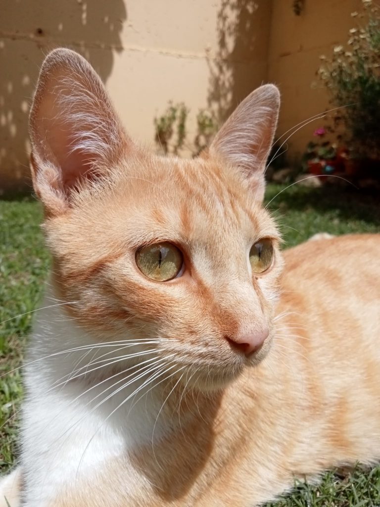 adoptar gato rubio naranja cachorro sevilla melocotón