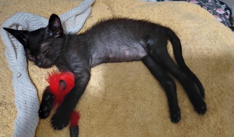 sahara gatita negra adoptar