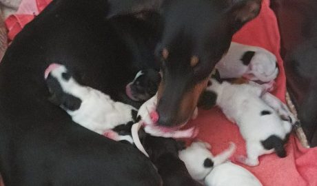 adoptar camada cachorros especias