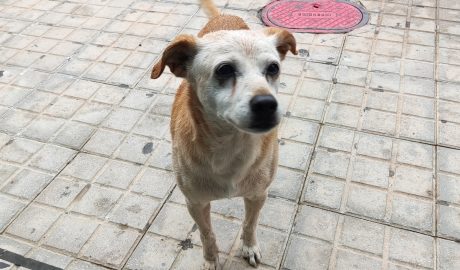 adoptar mestizo senior zeus