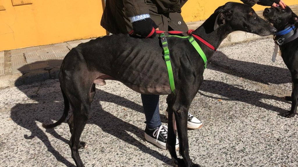 adoptar galgo negro sevilla byron