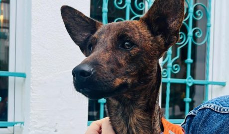 bruno mestizo pequeño adoptar