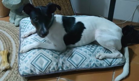 adoptar perro koko pequeño