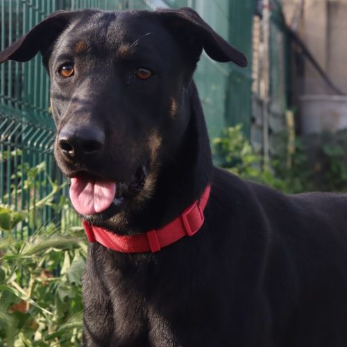 adoptar perro negro fuego adulto sevilla