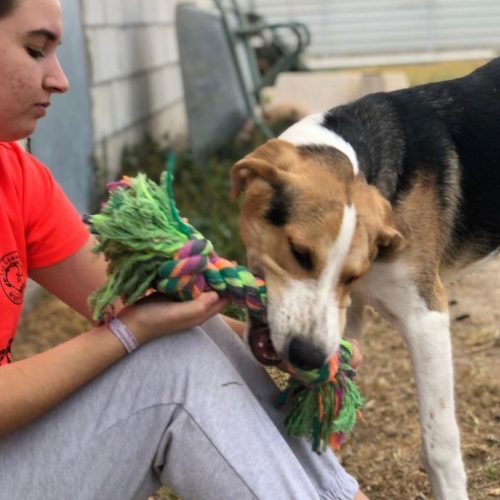 adoptar cachorro mastín sevilla