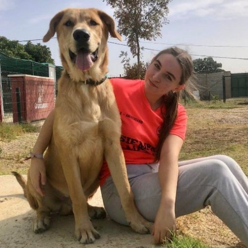 adoptar mango cachorro mastín sevilla