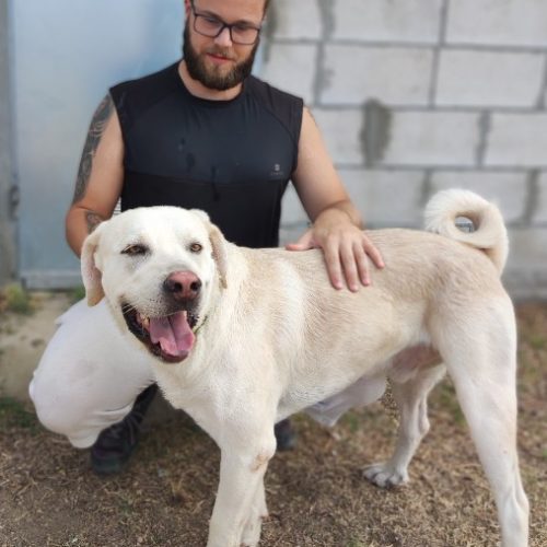 adoptar perro adulto labrador sevilla