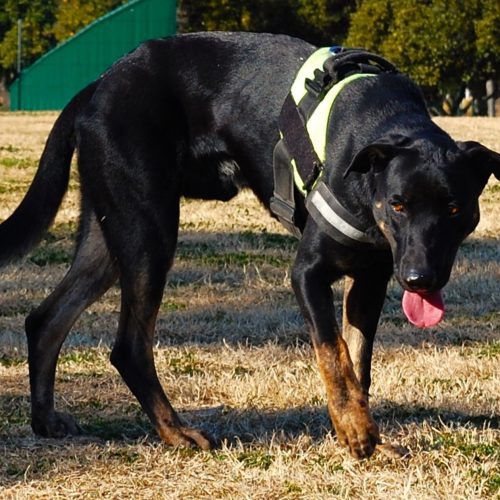 perro negro grande adoptar sevilla