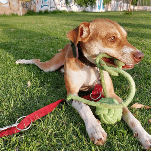 vito adoptar perro pequeño sevilla