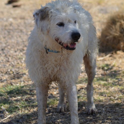 adoptar perro aguas blanco aila