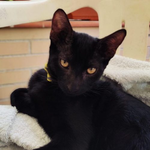 adoptar gato cachorro sevilla