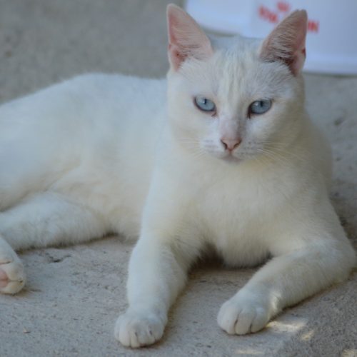 adoptar gata adulta blanca sevilla