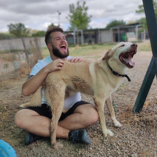 adoptar labrador canela luigi sevilla